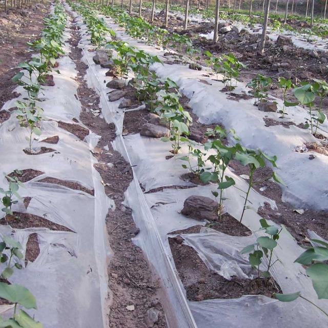 可降解料可以用在农业地膜上吗？